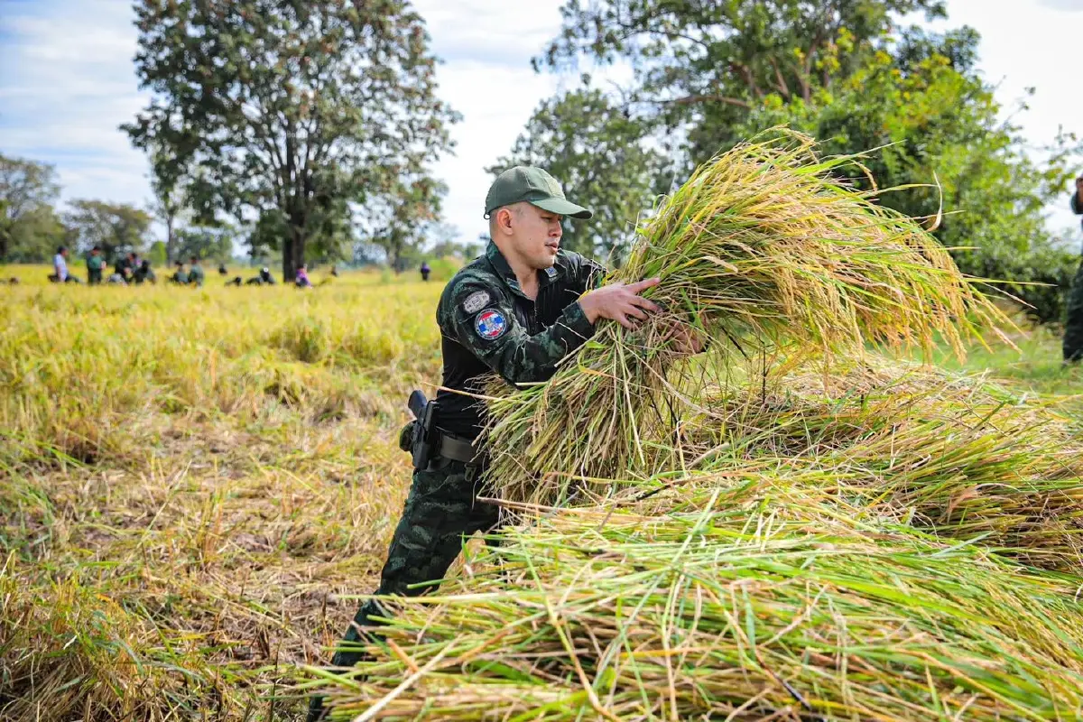 ทหารถือปืน-เกี่ยวข้าว ช่วยชาวนาชายแดนสระแก้ว ทบ.ย้ำอธิปไตยชาติ