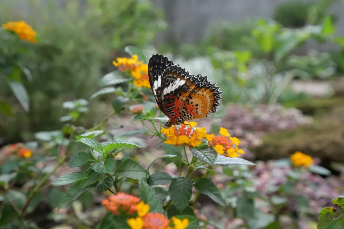 ความสุขบานสะพรั่งที่ 'อุทยานหลวงราชพฤกษ์' ชมดอนญ่าควีนสิริกิติ์