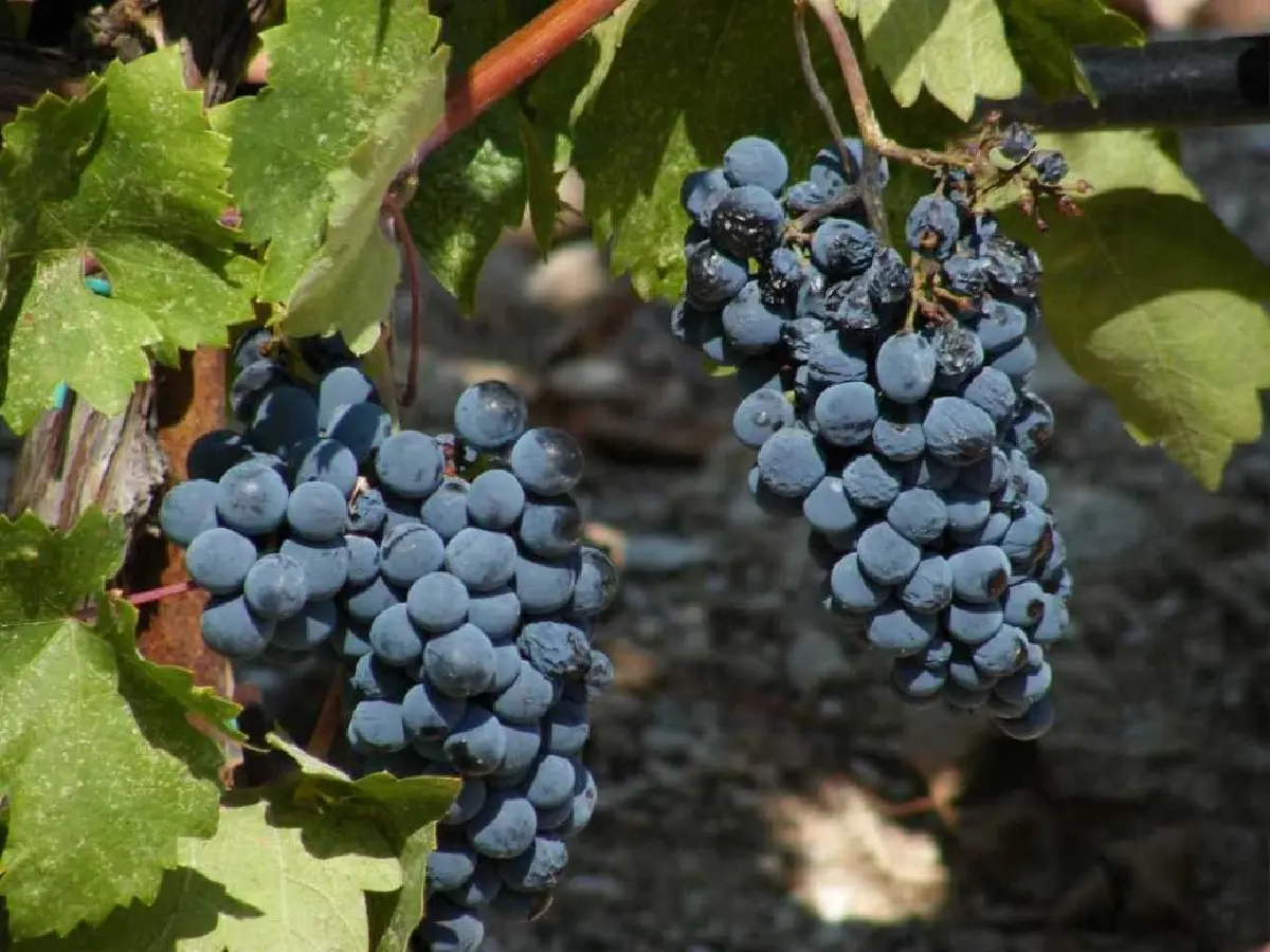 ไวน์กรีซ ดื่มด่ำอารยะธรรมโบราณ