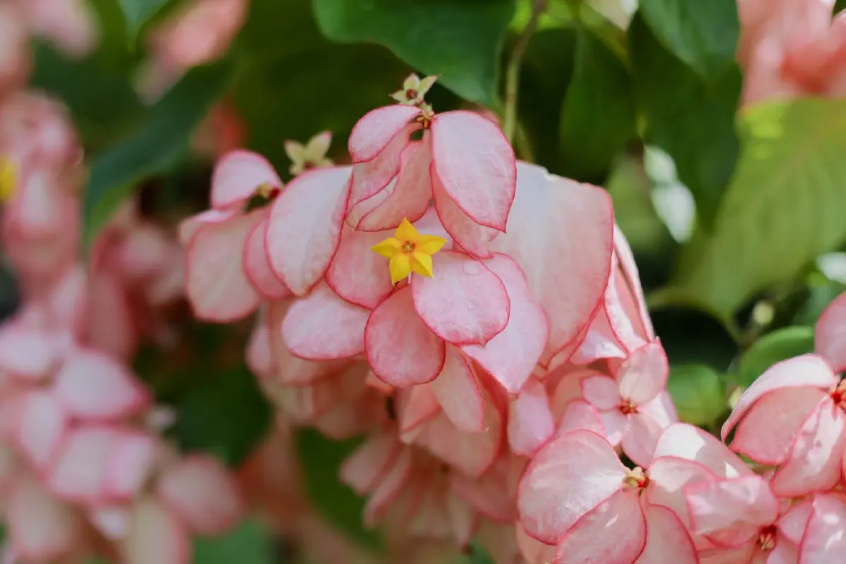 ความสุขบานสะพรั่งที่ 'อุทยานหลวงราชพฤกษ์' ชมดอนญ่าควีนสิริกิติ์