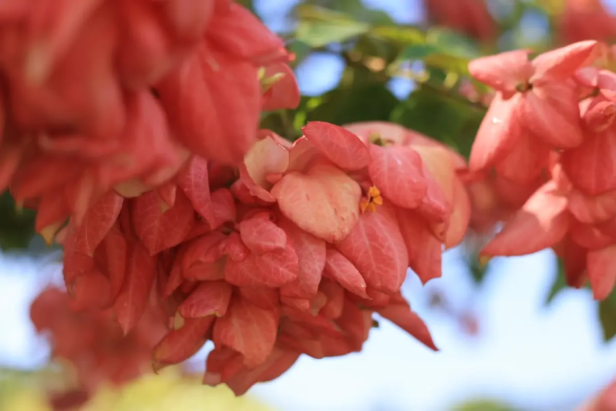 ความสุขบานสะพรั่งที่ 'อุทยานหลวงราชพฤกษ์' ชมดอนญ่าควีนสิริกิติ์