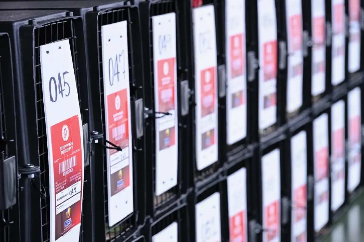 ไทยส่งไก่‘ Ayam Bangkok’ ไปอินโดนีเซียต่อเนื่อง มูลค่าสะสมกว่า 50 ล้านบาท