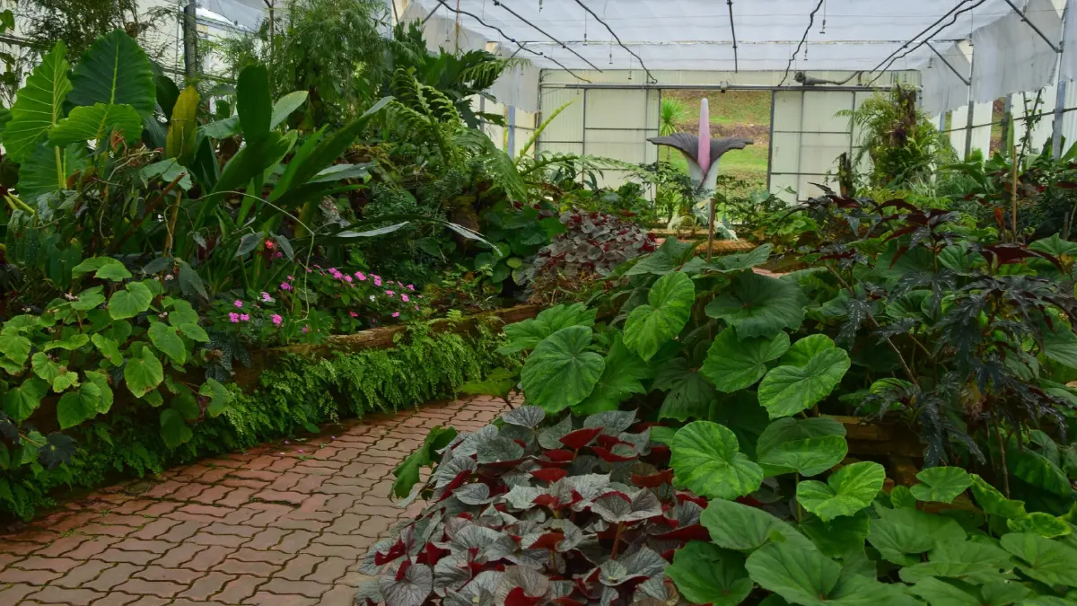 ชวนเที่ยว ‘สวนพฤกษศาสตร์สมเด็จพระนางเจ้าสิริกิติ์’ จ.เชียงใหม่