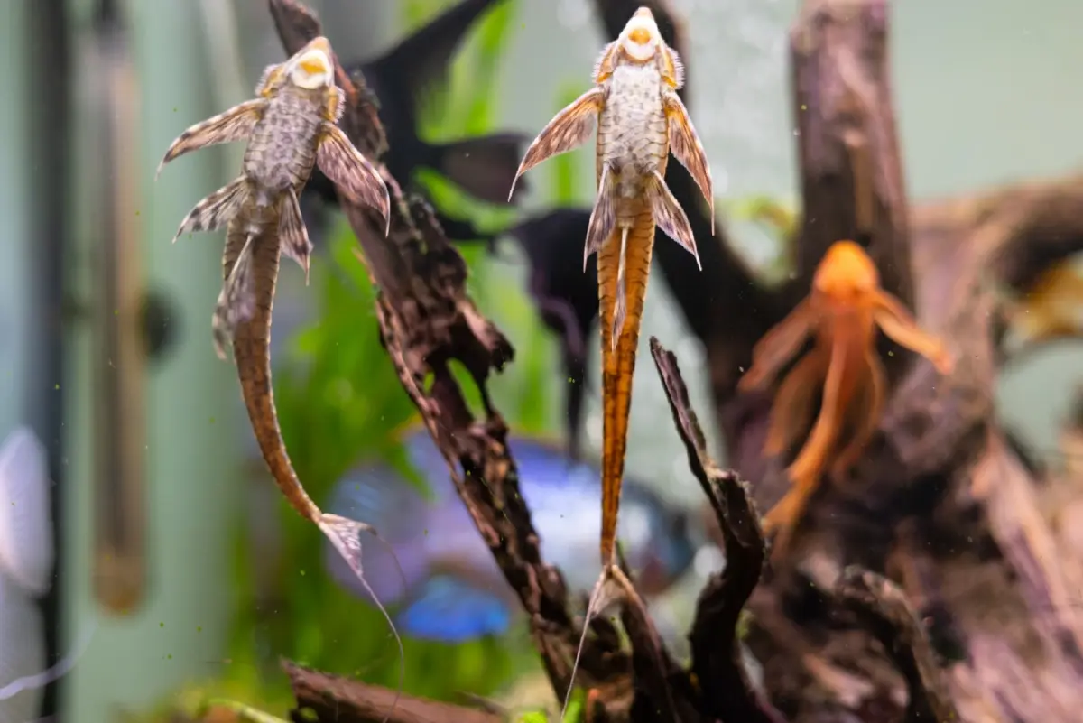 ความจริงของ “ปลาซัคเกอร์” เส้นทางจากปลาตู้ สู่ภัยเงียบของระบบนิเวศ