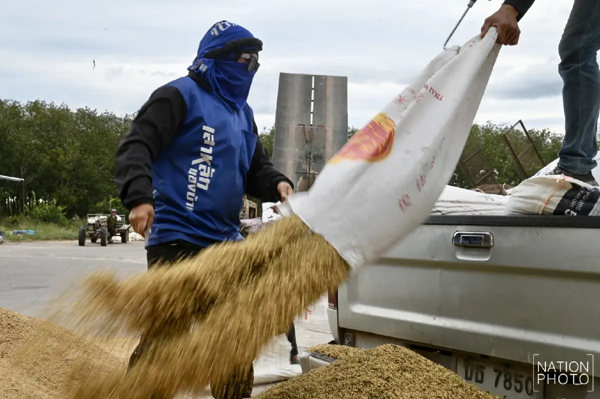 ข้าวหอมมะลิสุรินทร์ พุ่งตันละ 13,000 บาท ชาวนาเร่งขาย หวั่นกระทบชายแดน