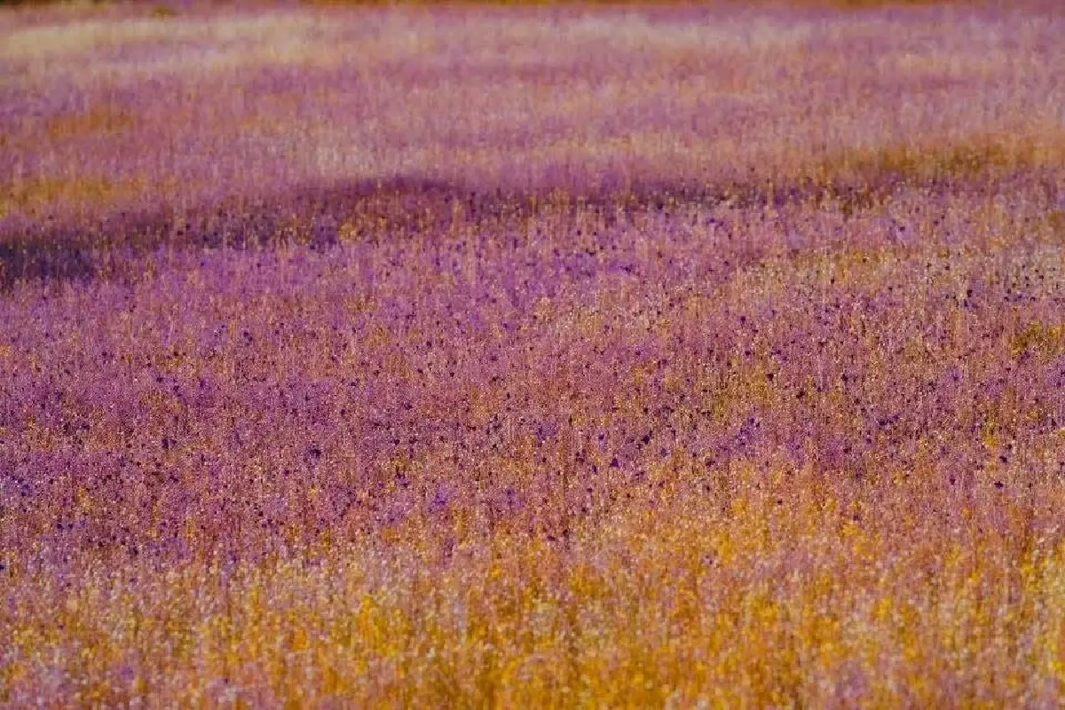 งามดุจภาพวาด ทุ่งดอกไม้ป่านามพระราชทาน บานสะพรั่ง ณ วนอุทยานน้ำตกผาหลวง