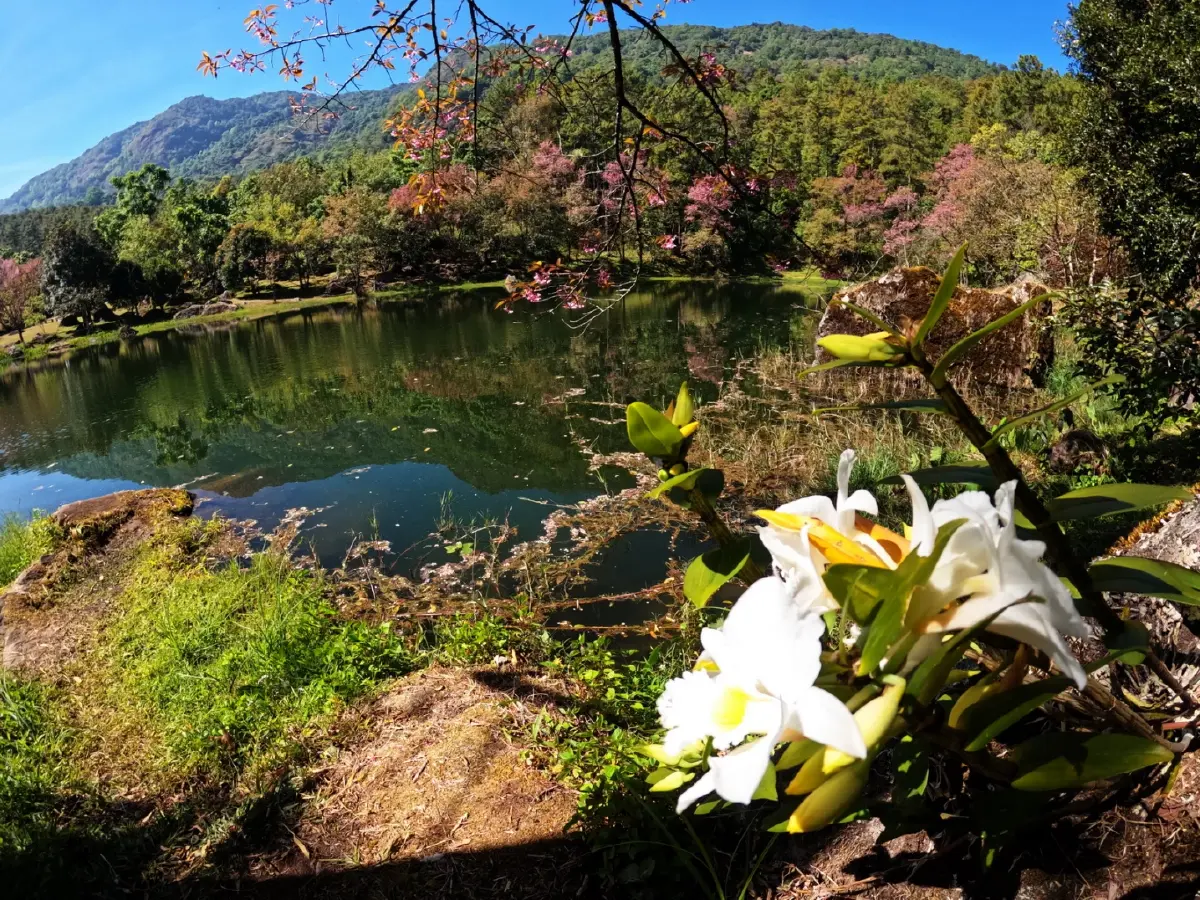 ด้วยพระบารมี... ‘รองเท้านารี’ จึงอยู่คู่ป่าไทย