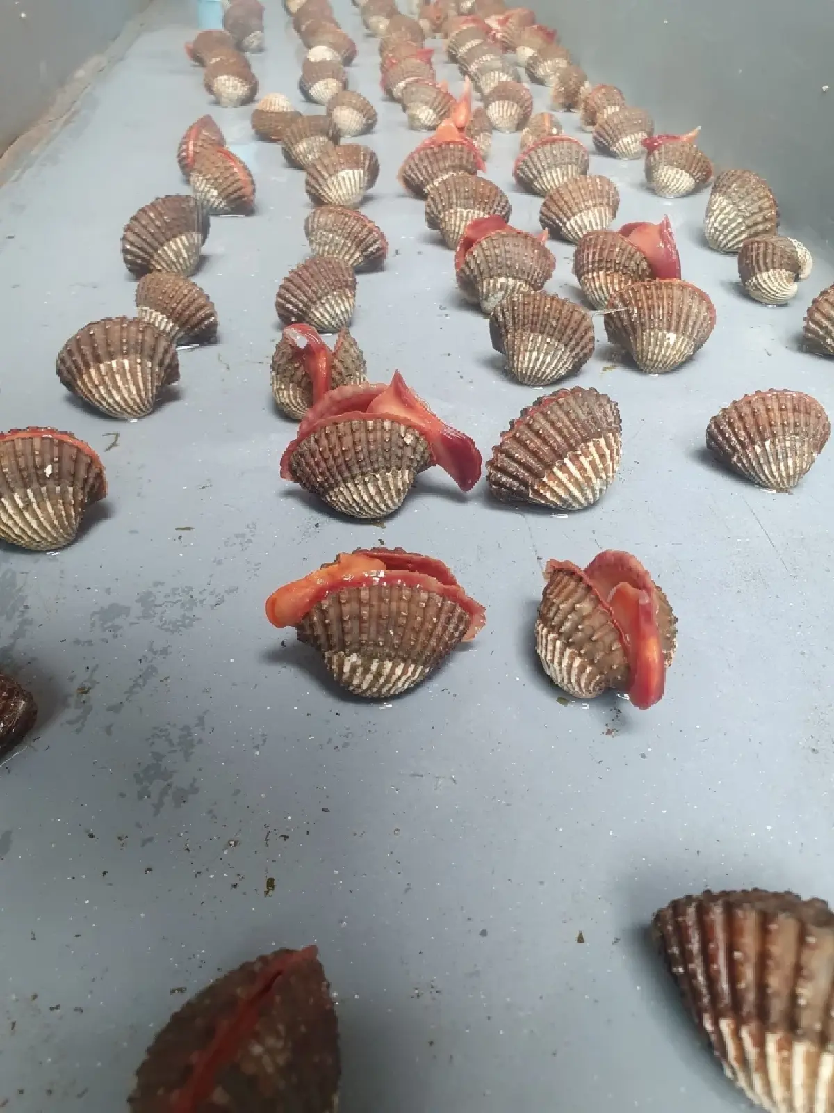 กรมประมง ปลดล็อกเทคนิคการเพาะเลี้ยง “หอยแครง” สำเร็จ เล็งยอดสู่เชิงพาณิชย์