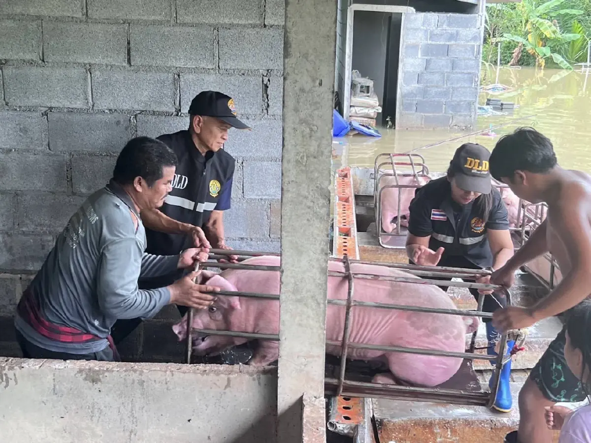 ปศุสัตว์ เปิดเกณฑ์เยียวยาความเสียหายปศุสัตว์ 9 จว.ภาคใต้ ส่งทีมสัตวแพทย์ลงพื้นที่