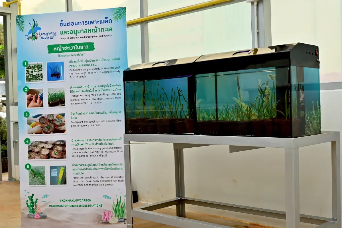 ศูนย์เรียนรู้หญ้าทะเล–ปะการัง เกาะหมาก ต้นแบบดูดคาร์บอนทรงพลัง 10 เท่า