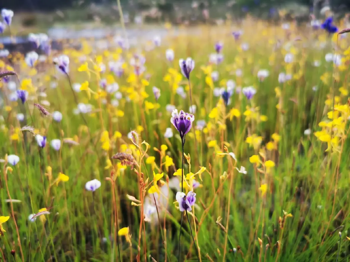 ลายแทง...ดูดอกไม้นามพระราชทาน 'สมเด็จพระพันปีหลวง'