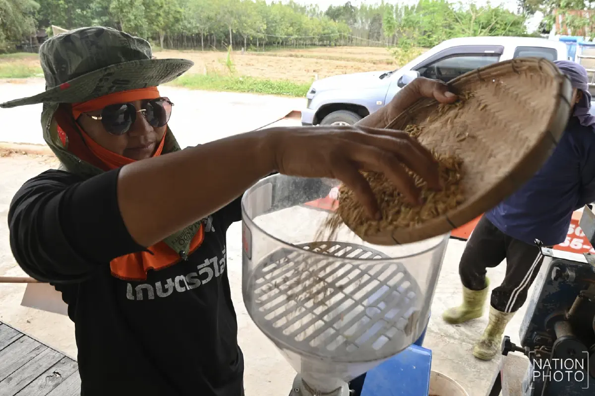 ข้าวหอมมะลิสุรินทร์ พุ่งตันละ 13,000 บาท ชาวนาเร่งขาย หวั่นกระทบชายแดน