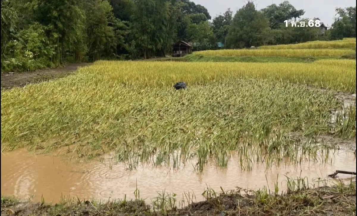 ด่วน ฝนตกหนัก ดอยอินทนนท์ น้ำป่าถล่ม แม่กลางหลวง นาขั้นบันไดจมมิด