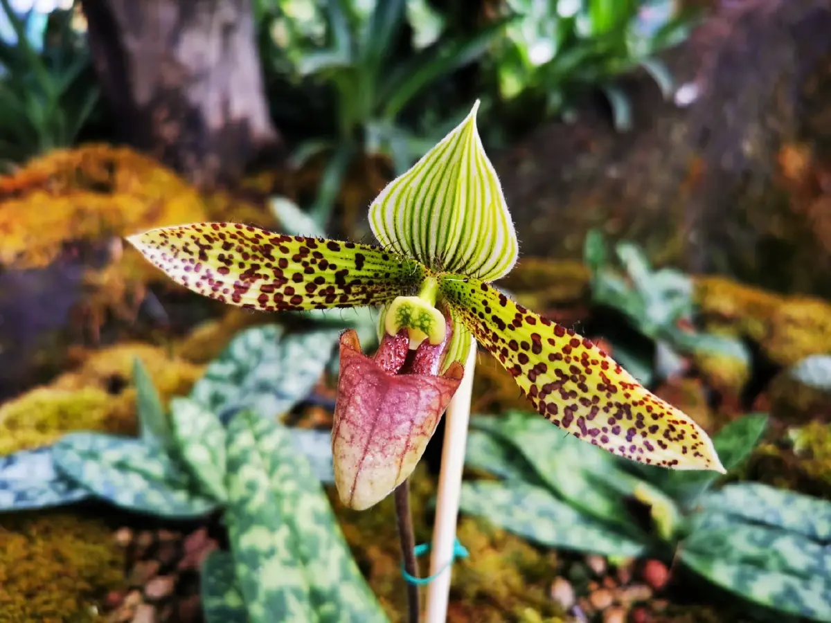 ด้วยพระบารมี... ‘รองเท้านารี’ จึงอยู่คู่ป่าไทย