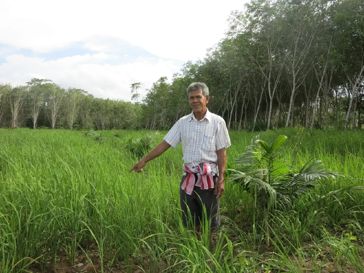 ข้าวเม่ากับน้ำใจของคนใต้