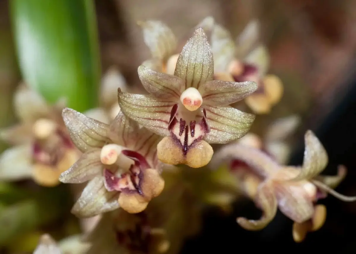 ชมความงดงาม 'นิมมานรดี' กล้วยไม้ป่านามพระราชทาน 'สมเด็จพระพันปีหลวง'