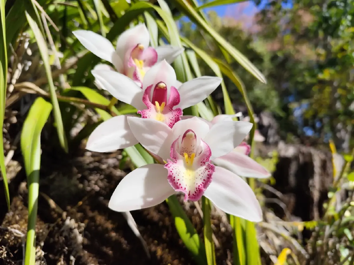 ด้วยพระบารมี... ‘รองเท้านารี’ จึงอยู่คู่ป่าไทย