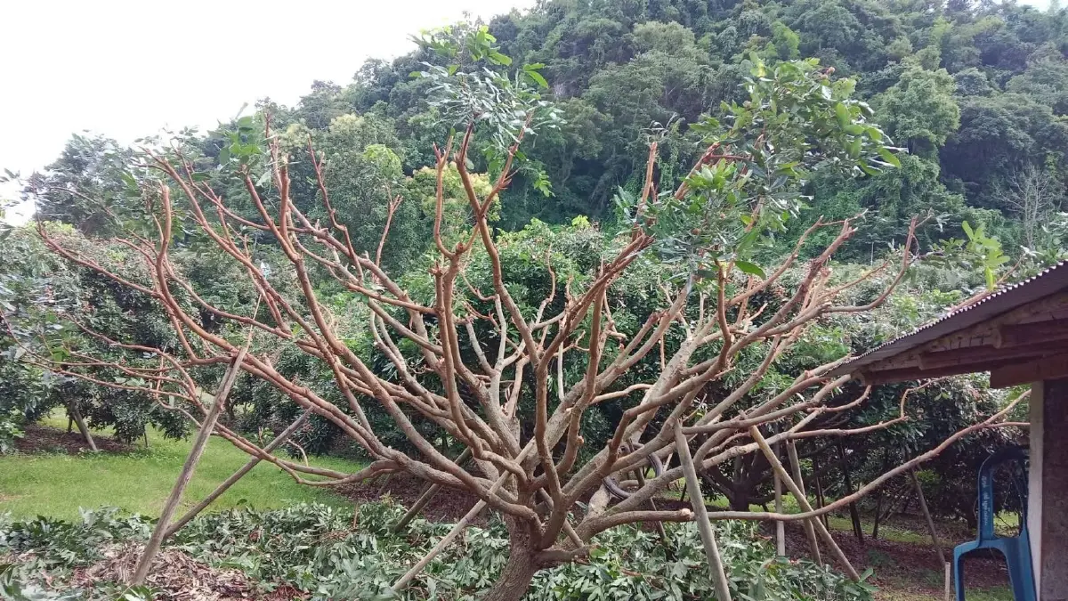 เกษตร ชวนชาวสวนลำไย 8 จังหวัดภาคเหนือ ตรวจสอบสิทธิ์เข้าร่วม โครงการฟื้นฟูสวนลำไยฯ ไร่ละ 1,000 บาท  เริ่ม 25 พ.ย. – 10 ธ.ค. 68 นี้