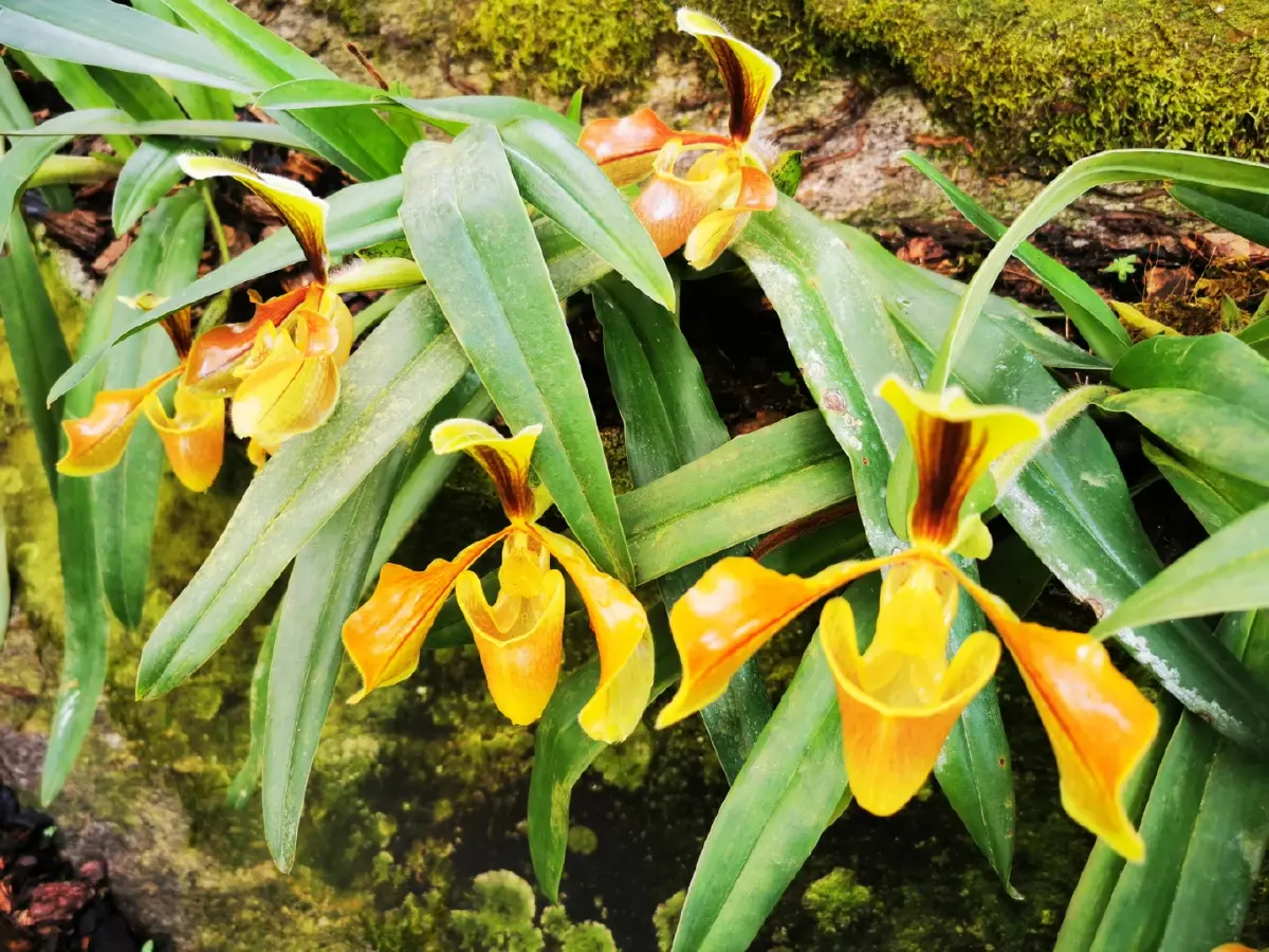 ด้วยพระบารมี... ‘รองเท้านารี’ จึงอยู่คู่ป่าไทย