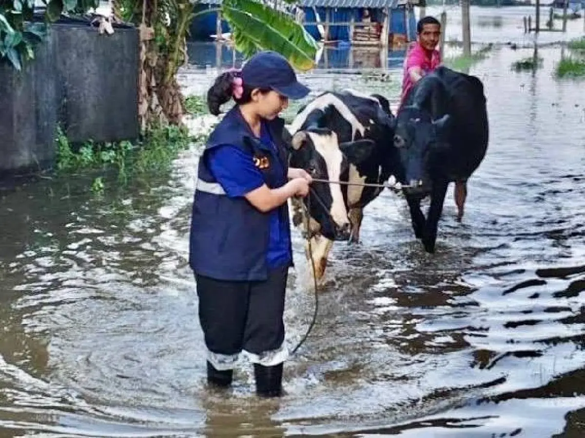 ปศุสัตว์ เปิดเกณฑ์เยียวยาความเสียหายปศุสัตว์ 9 จว.ภาคใต้ ส่งทีมสัตวแพทย์ลงพื้นที่