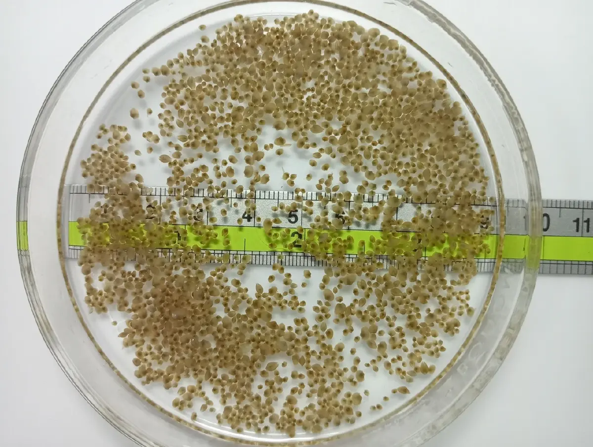 กรมประมง ปลดล็อกเทคนิคการเพาะเลี้ยง “หอยแครง” สำเร็จ เล็งยอดสู่เชิงพาณิชย์