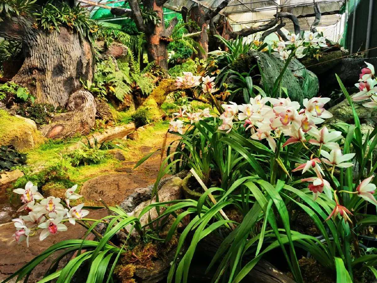 ด้วยพระบารมี... ‘รองเท้านารี’ จึงอยู่คู่ป่าไทย