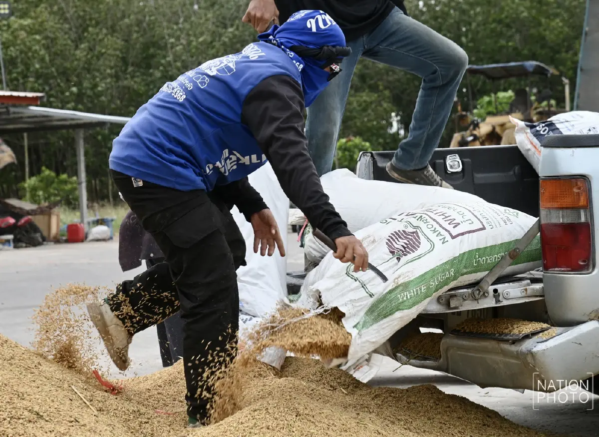 ข้าวหอมมะลิสุรินทร์ พุ่งตันละ 13,000 บาท ชาวนาเร่งขาย หวั่นกระทบชายแดน