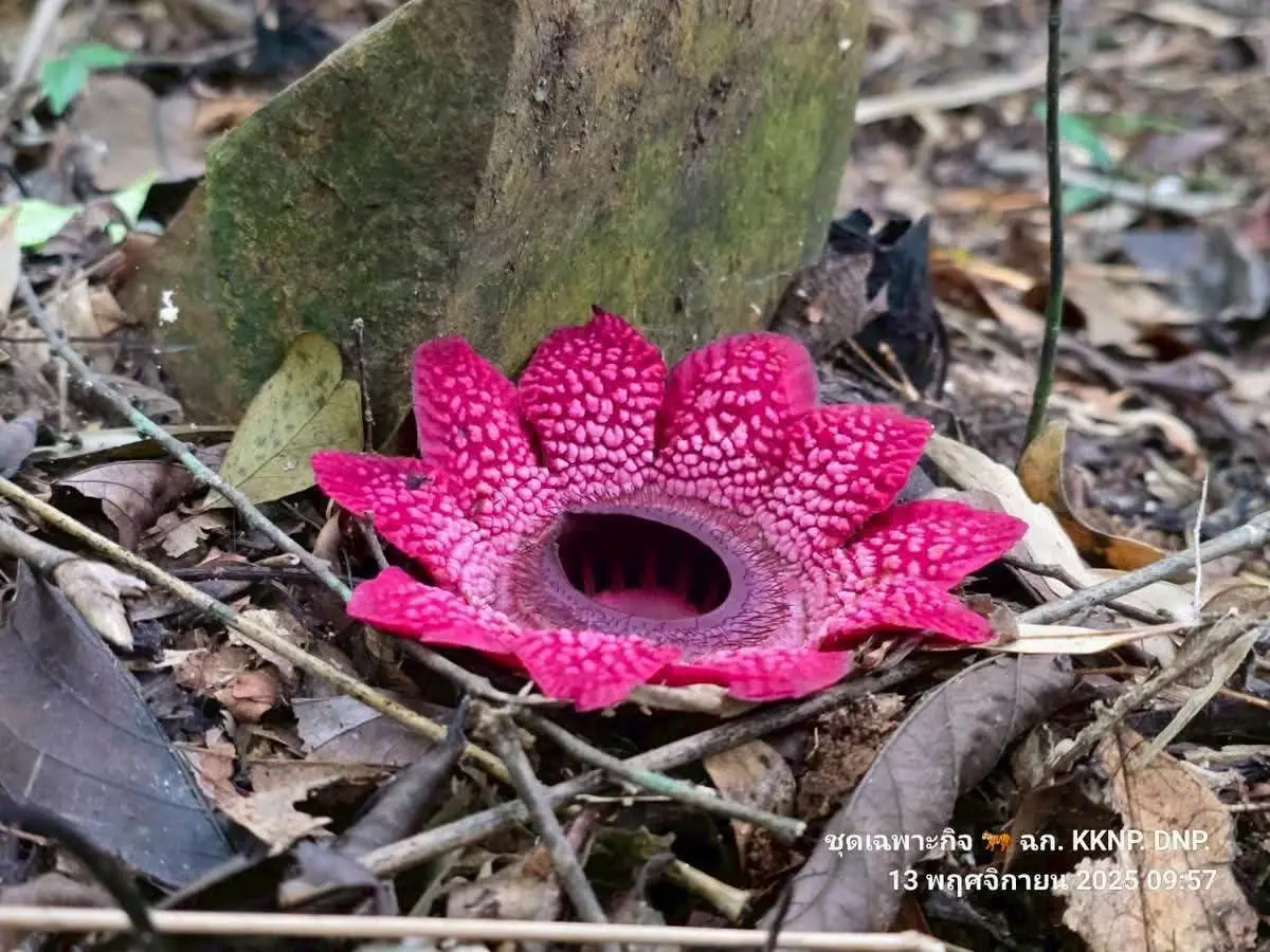 หาดูยาก 'กระโถนพระราม' บานแล้ว ในผืนป่ามรดกโลก แก่งกระจาน