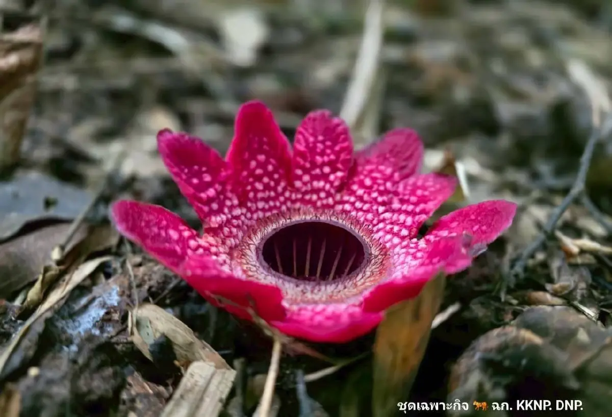 หาดูยาก 'กระโถนพระราม' บานแล้ว ในผืนป่ามรดกโลก แก่งกระจาน