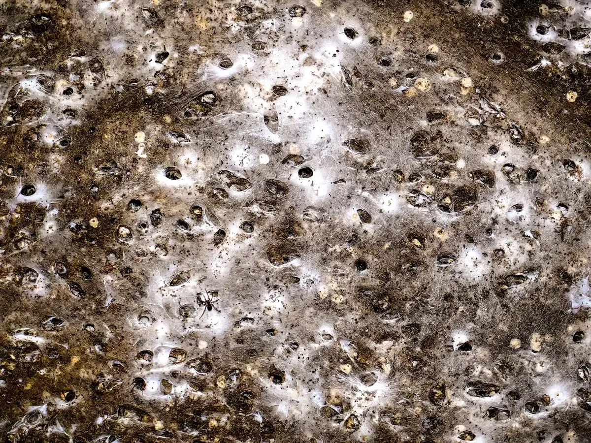 พบ ‘ใยแมงมุม’ ใหญ่ที่สุดในโลกขนาด 106 ตร.ม. แมงมุมสองสายพันธุ์อาศัยรวมกันนับแสนตัว