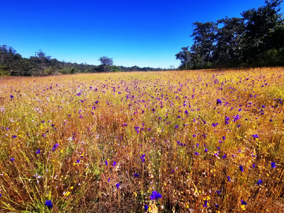 ลายแทง...ดูดอกไม้นามพระราชทาน 'สมเด็จพระพันปีหลวง'