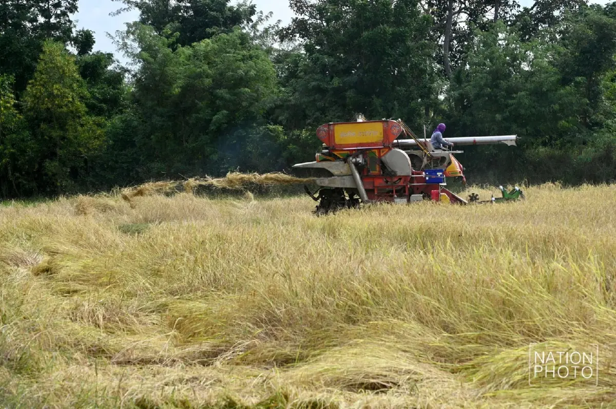 ชายแดนเดือด! ชาวนาหนองหญ้าแก้ว ยอมขาดทุน ตัดข้าวเขียว หนีปะทะซ้ำ