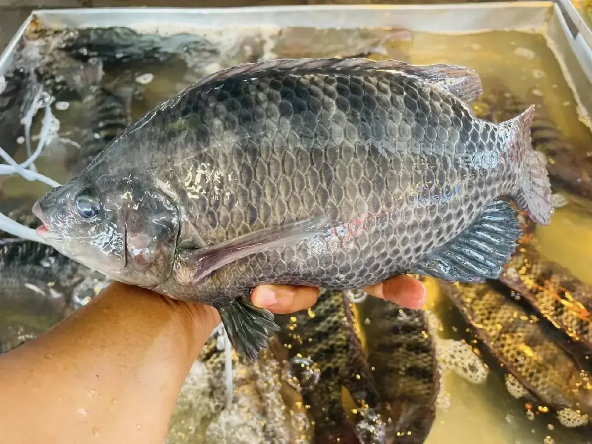 กรมประมง ร่วม INFOFISH ดันอุตสาหกรรมปลานิลสู่ความยั่งยืน