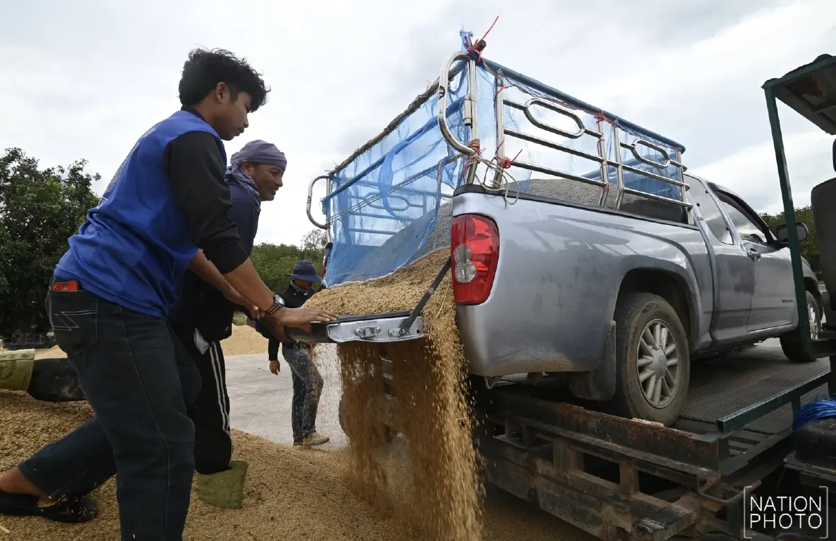 ข้าวหอมมะลิสุรินทร์ พุ่งตันละ 13,000 บาท ชาวนาเร่งขาย หวั่นกระทบชายแดน