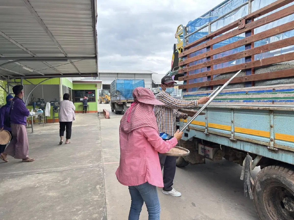 สหกรณ์การเกษตร เปิดจุดรับซื้อข้าว ทั่วประเทศ เป้า 4 ล้านตัน