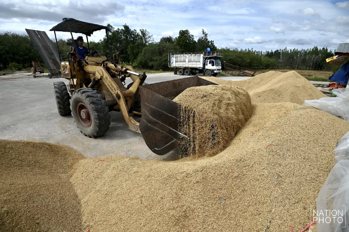ข้าวหอมมะลิสุรินทร์ พุ่งตันละ 13,000 บาท ชาวนาเร่งขาย หวั่นกระทบชายแดน