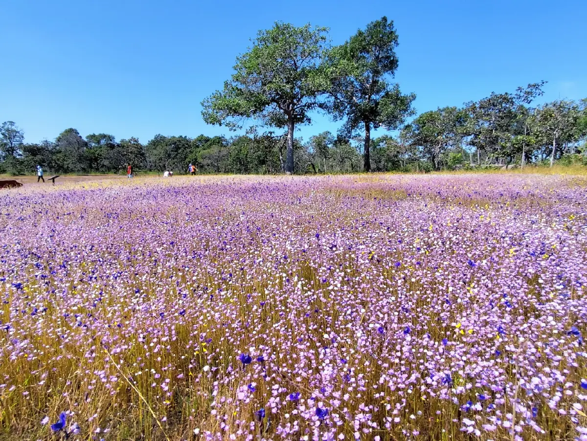 ลายแทง...ดูดอกไม้นามพระราชทาน 'สมเด็จพระพันปีหลวง'