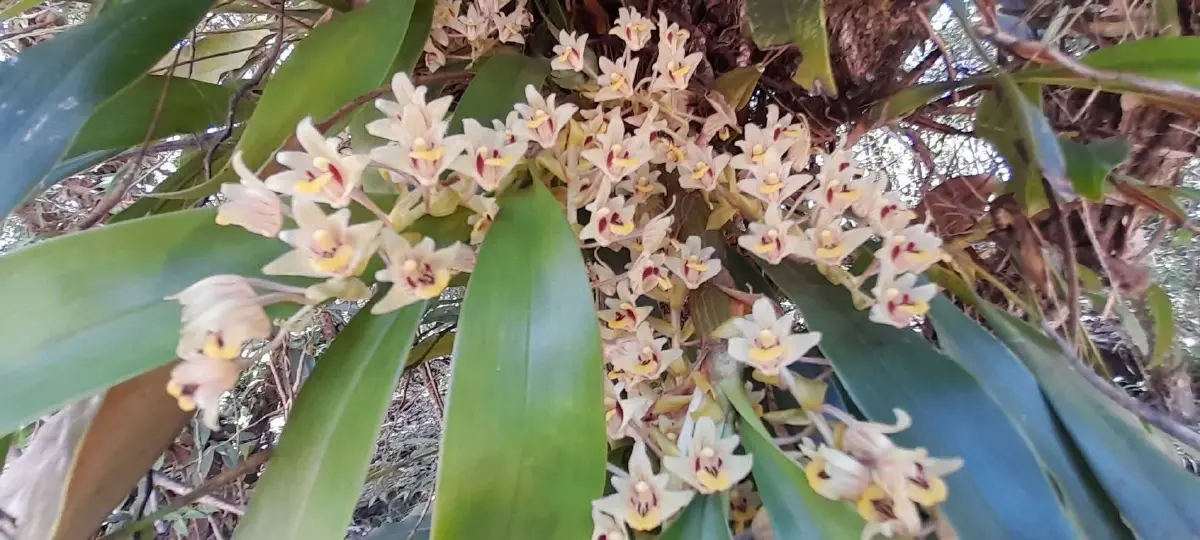 ชมความงดงาม 'นิมมานรดี' กล้วยไม้ป่านามพระราชทาน 'สมเด็จพระพันปีหลวง'