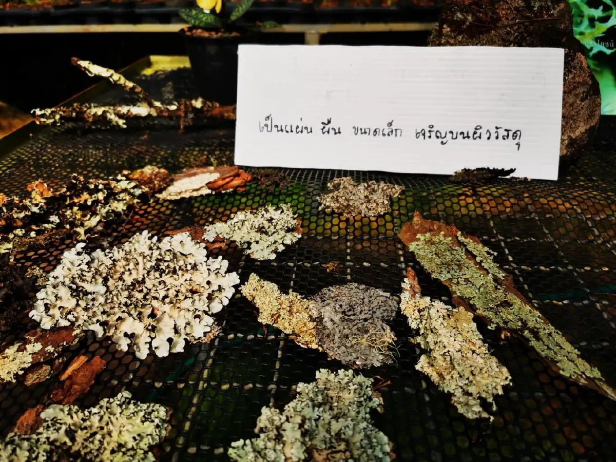 ด้วยพระบารมี... ‘รองเท้านารี’ จึงอยู่คู่ป่าไทย