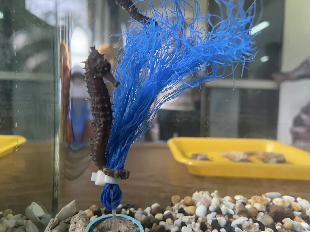 กระทรวงเกษตรฯ ทวงจีน เปิดตลาด‘ม้าน้ำตากแห้ง’ ขึ้นบัญชีทำยา