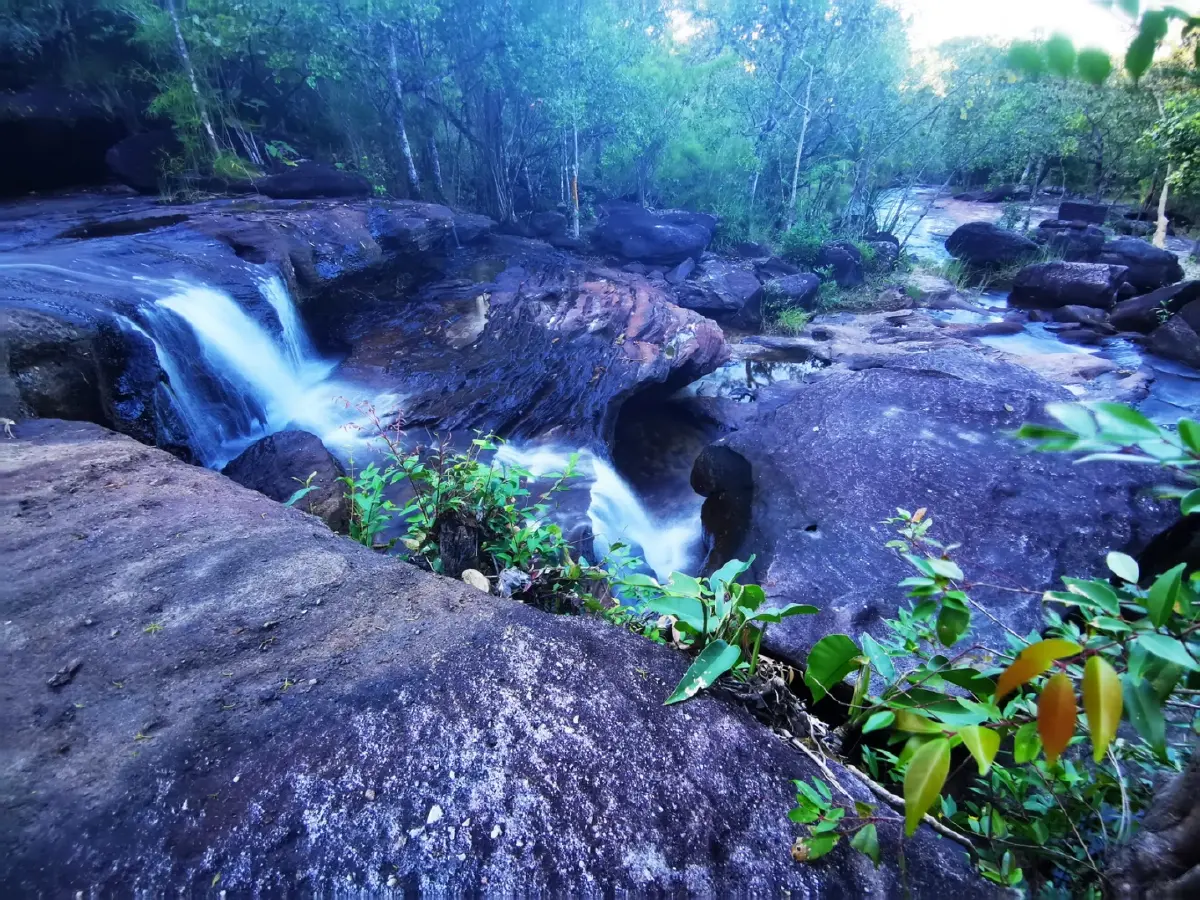 ลายแทง...ดูดอกไม้นามพระราชทาน 'สมเด็จพระพันปีหลวง'