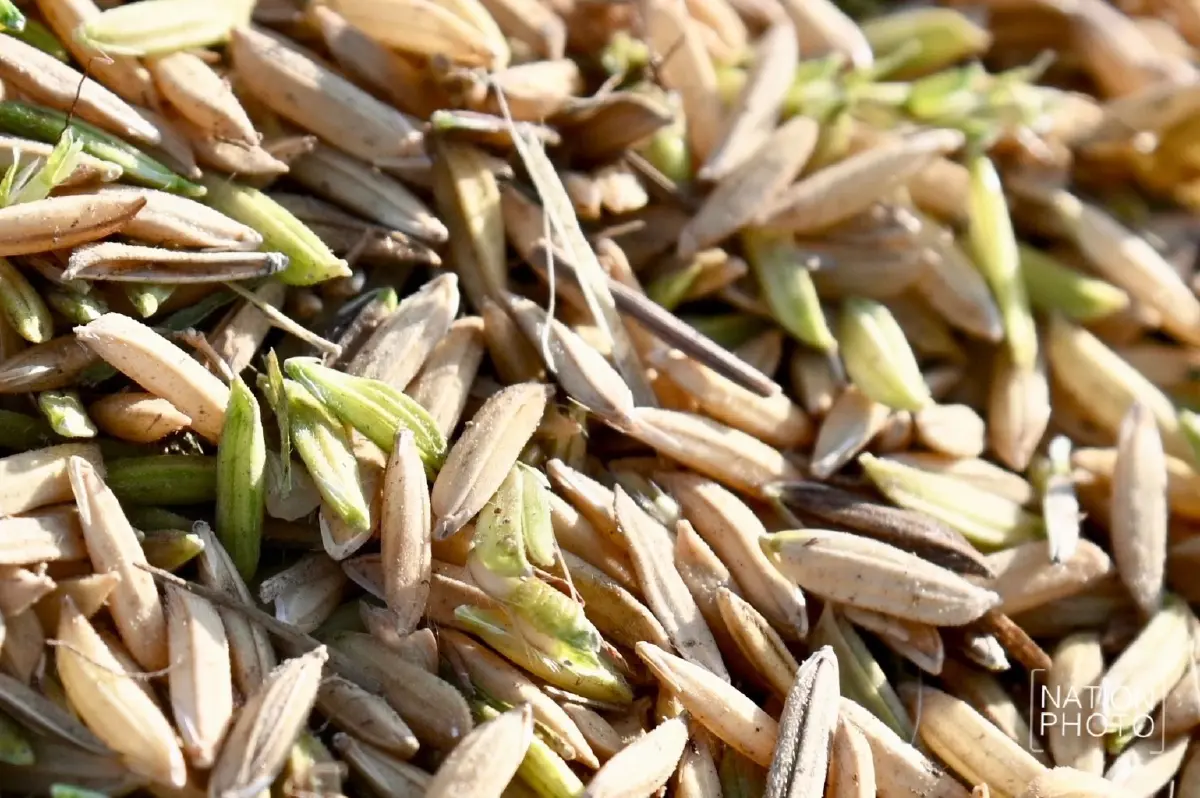 ชายแดนเดือด! ชาวนาหนองหญ้าแก้ว ยอมขาดทุน ตัดข้าวเขียว หนีปะทะซ้ำ