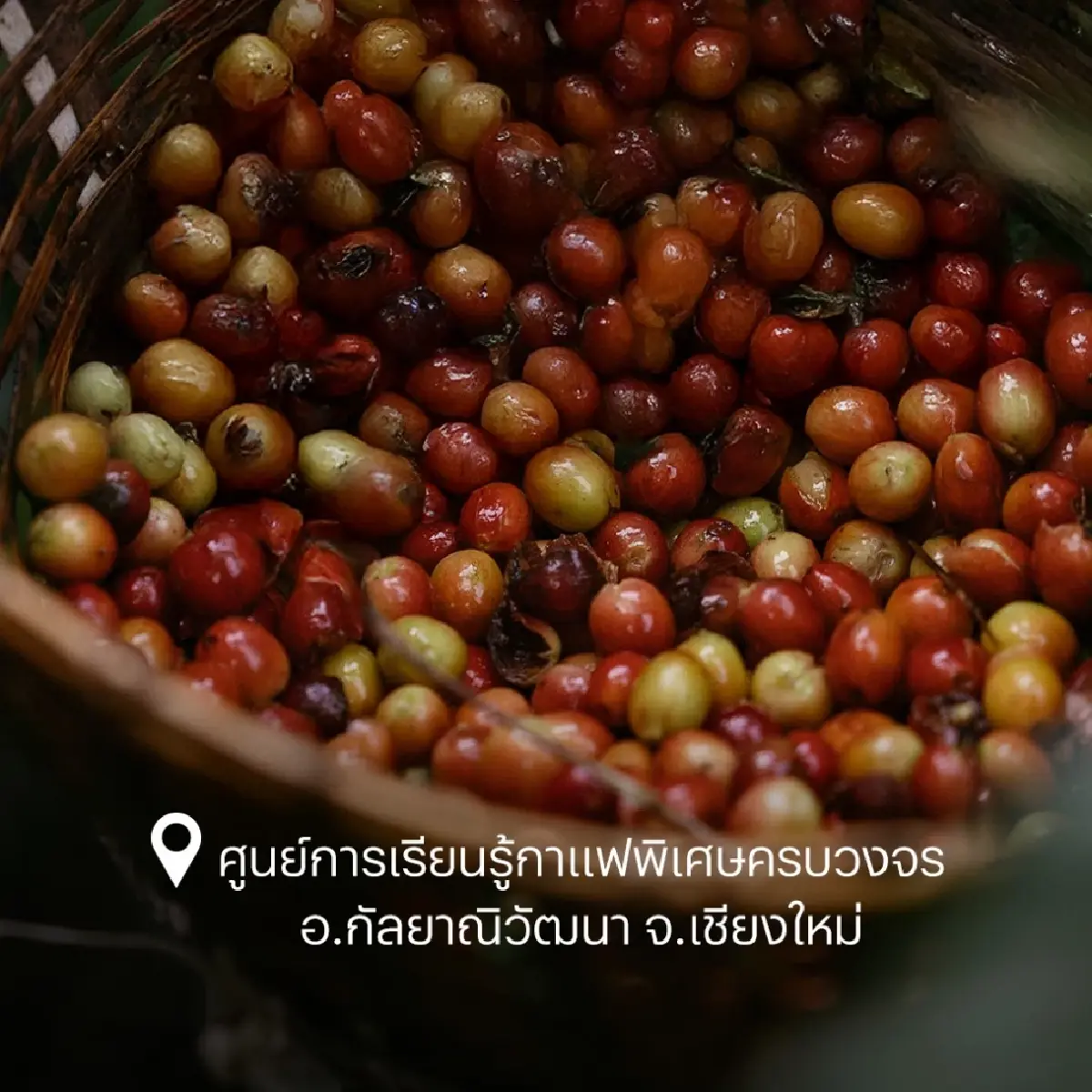 3 พันธมิตร เปิดศูนย์กาแฟ Specialty ยั่งยืน จ.เชียงใหม่ ดันผลผลิต ดึงเงินกลับประเทศ