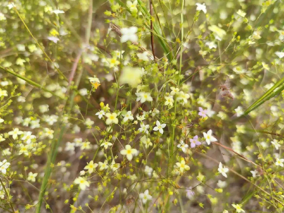 ลายแทง...ดูดอกไม้นามพระราชทาน 'สมเด็จพระพันปีหลวง'