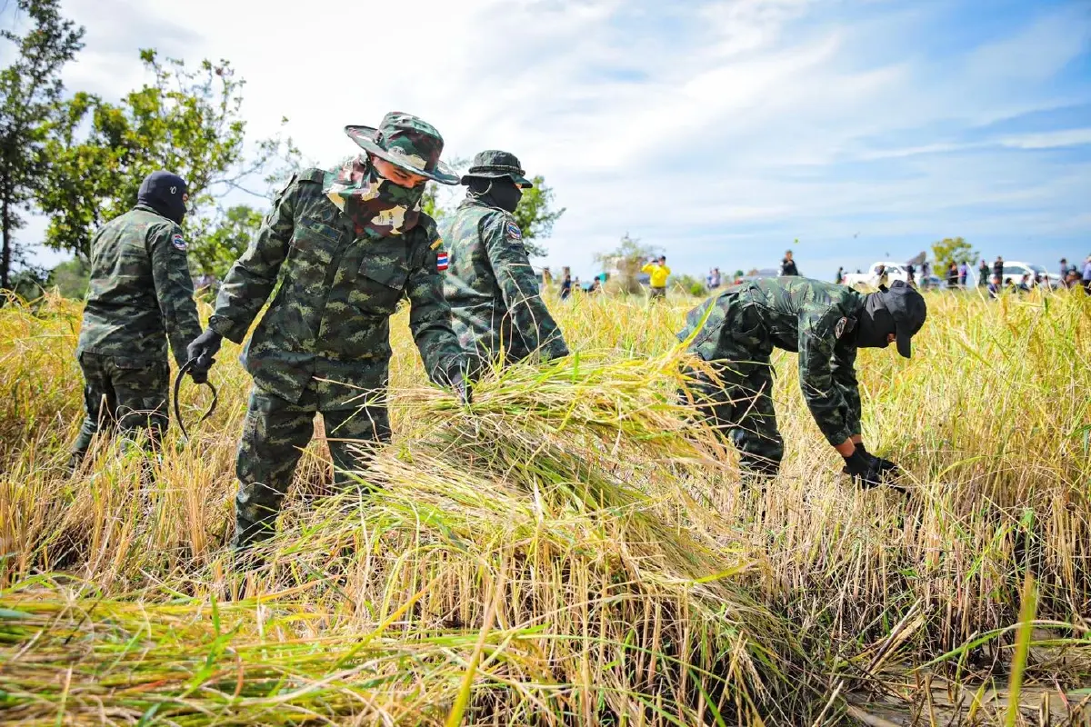 ทหารถือปืน-เกี่ยวข้าว ช่วยชาวนาชายแดนสระแก้ว ทบ.ย้ำอธิปไตยชาติ