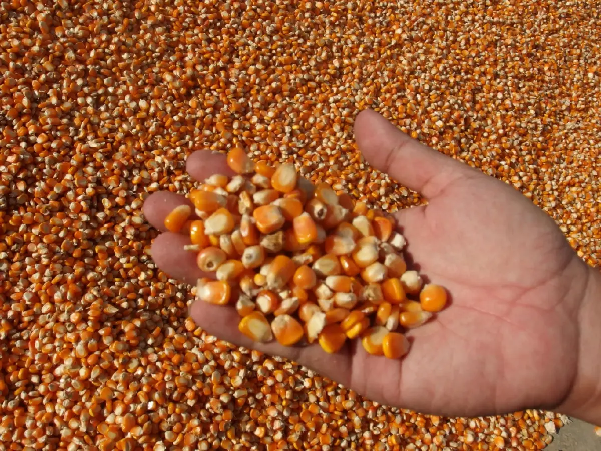 เอกชน ขานรับ มติครม.ให้นำเข้ากากถั่ว -ข้าวโพด ยันจะไม่กระทบเกษตรกร