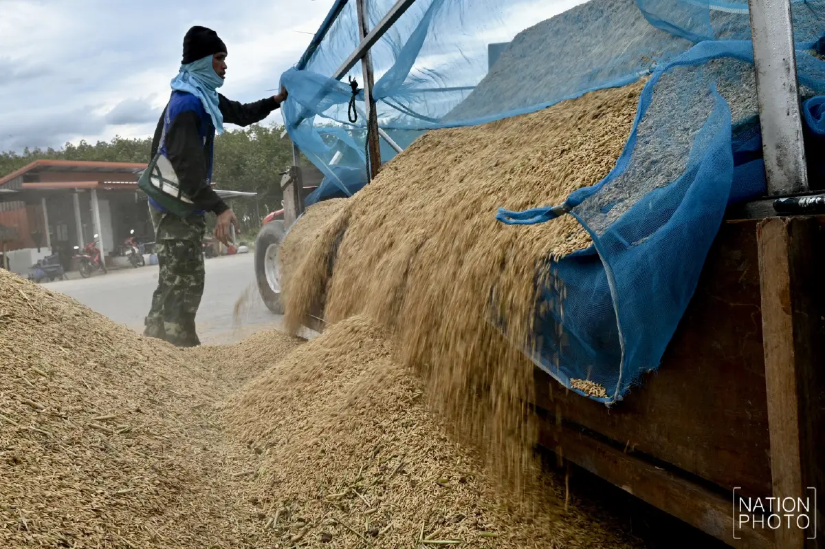 ข้าวหอมมะลิสุรินทร์ พุ่งตันละ 13,000 บาท ชาวนาเร่งขาย หวั่นกระทบชายแดน