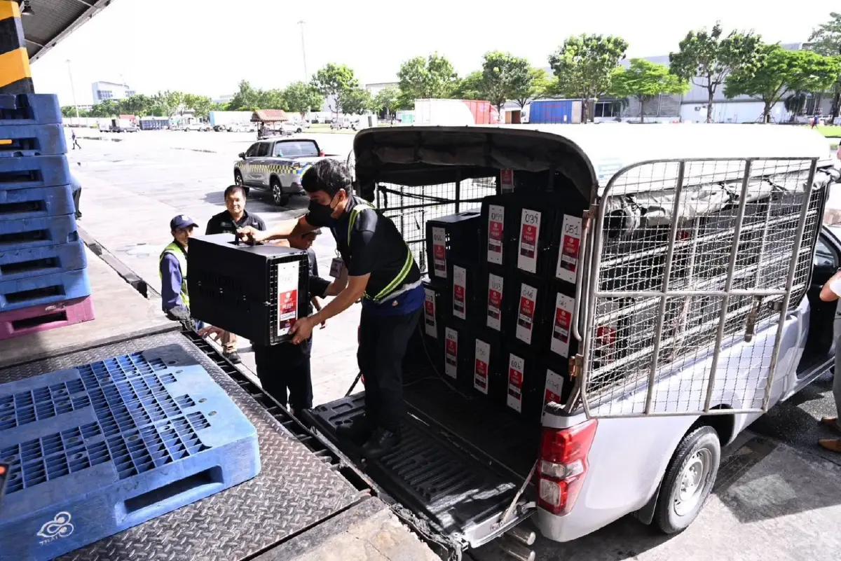 ไทยส่งไก่‘ Ayam Bangkok’ ไปอินโดนีเซียต่อเนื่อง มูลค่าสะสมกว่า 50 ล้านบาท