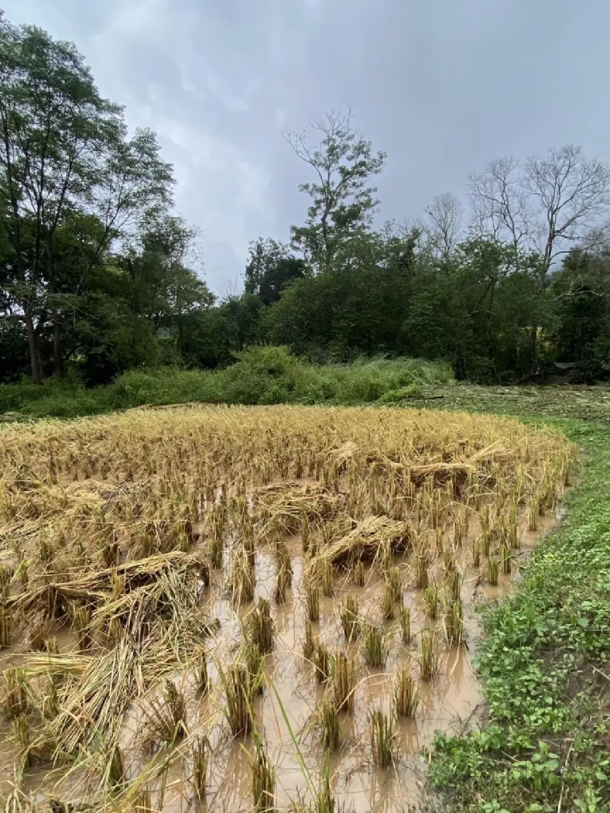 อันตรายฝนถล่ม จอมทอง เชียงใหม่ สั่งปิดน้ำตกแม่กลาง-ผาดอกเสี้ยว
