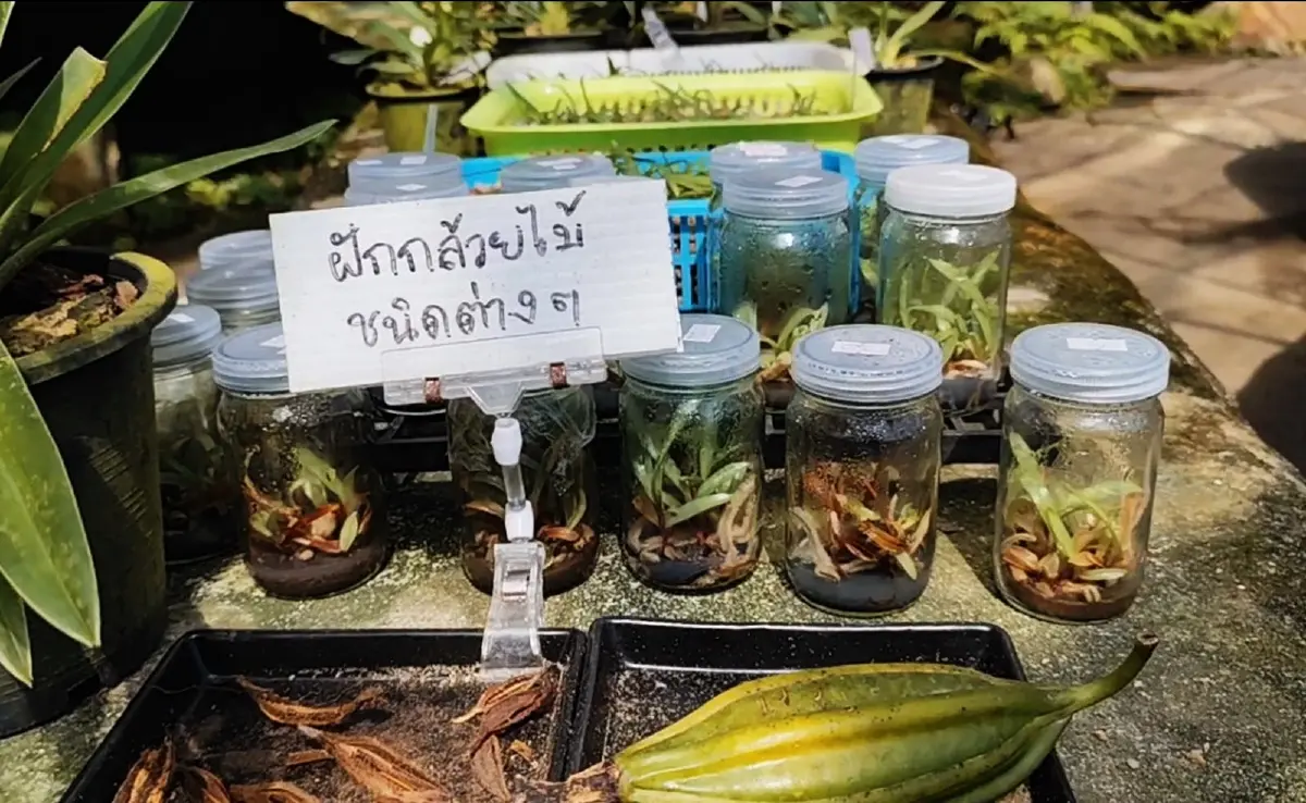 ด้วยพระบารมี... ‘รองเท้านารี’ จึงอยู่คู่ป่าไทย